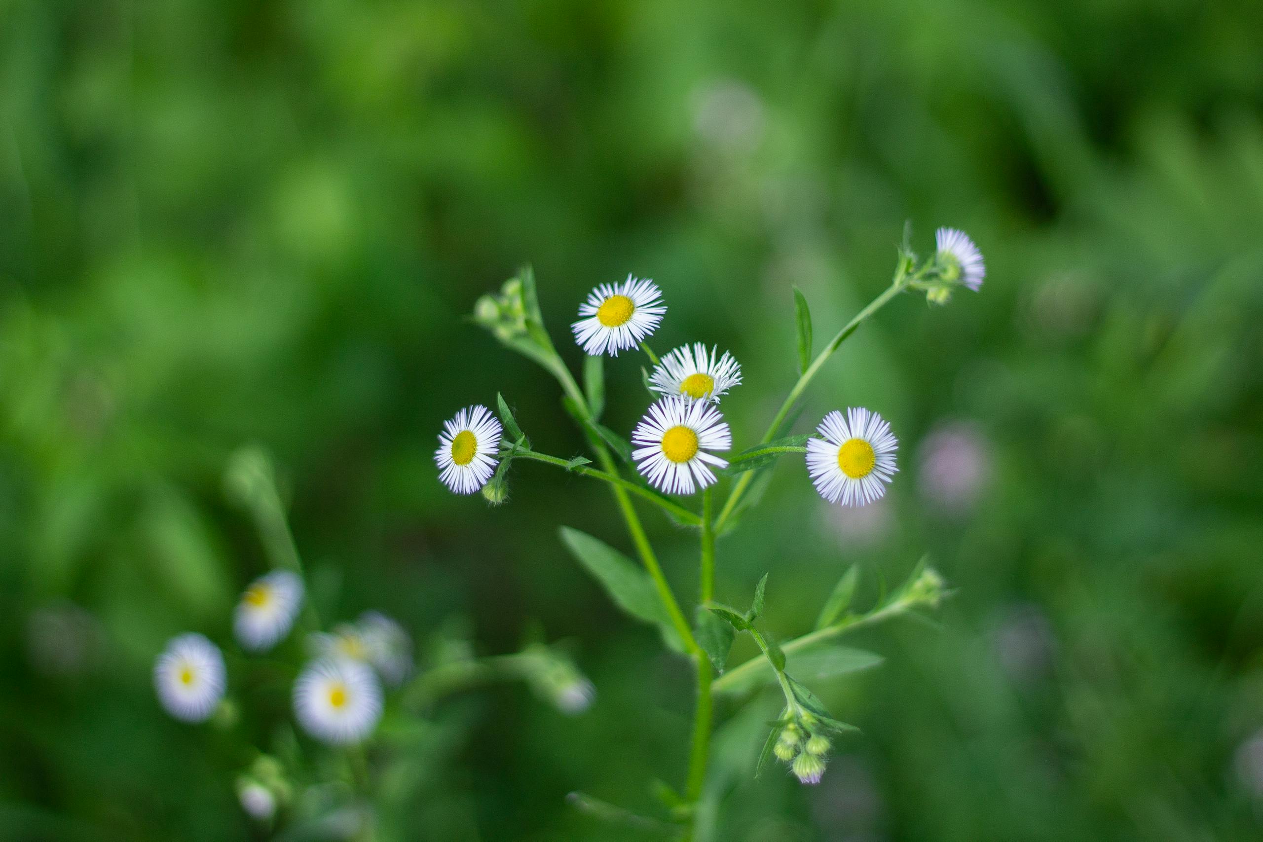 Delicate wild chamomile flowers blooming in a vibrant green summer field.