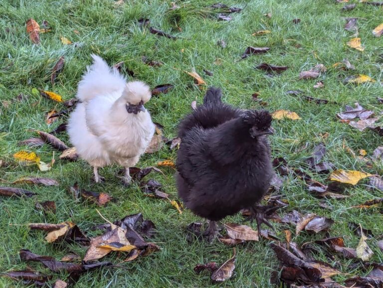 foraging walks in Surrey