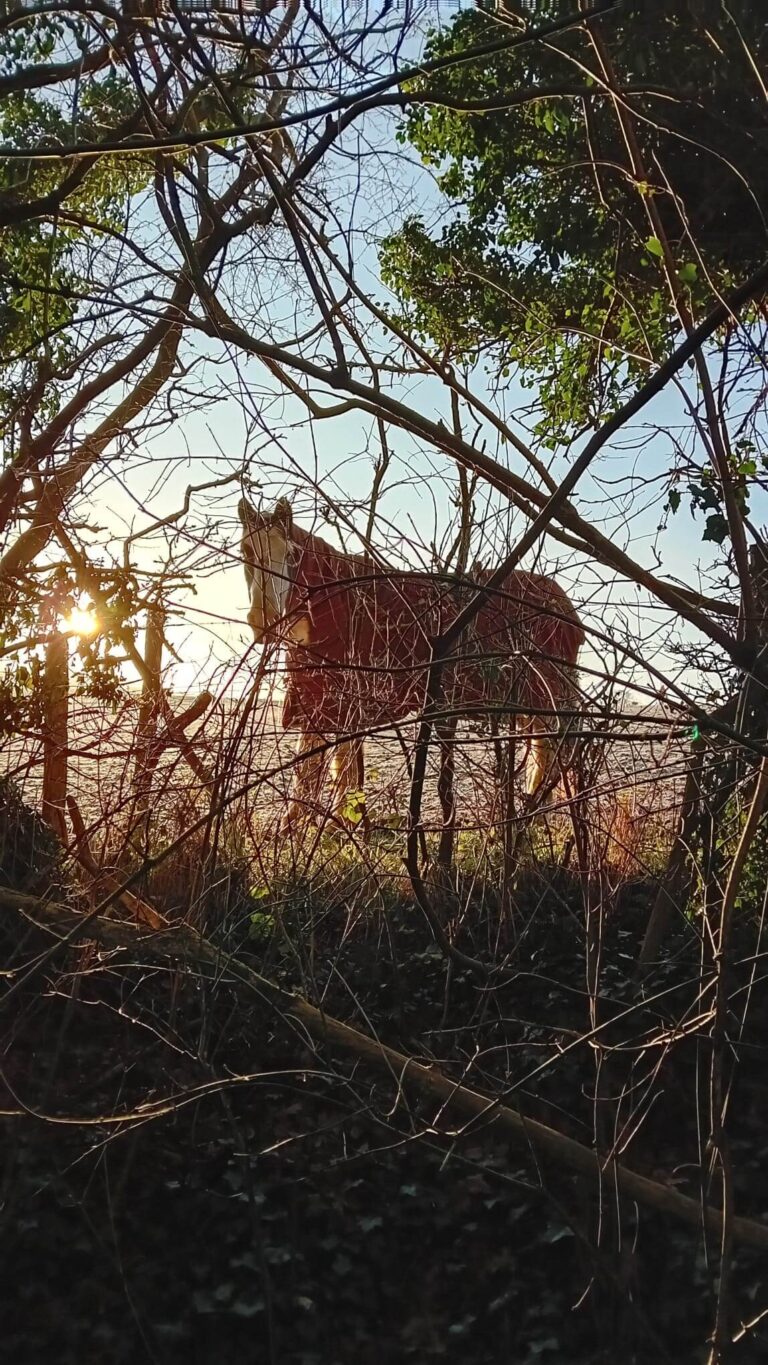 foraging walks in Surrey