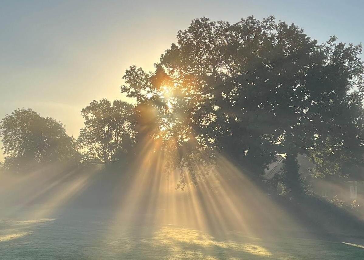rays of sun through trees at early morning foraging session in Guildford, Surrey